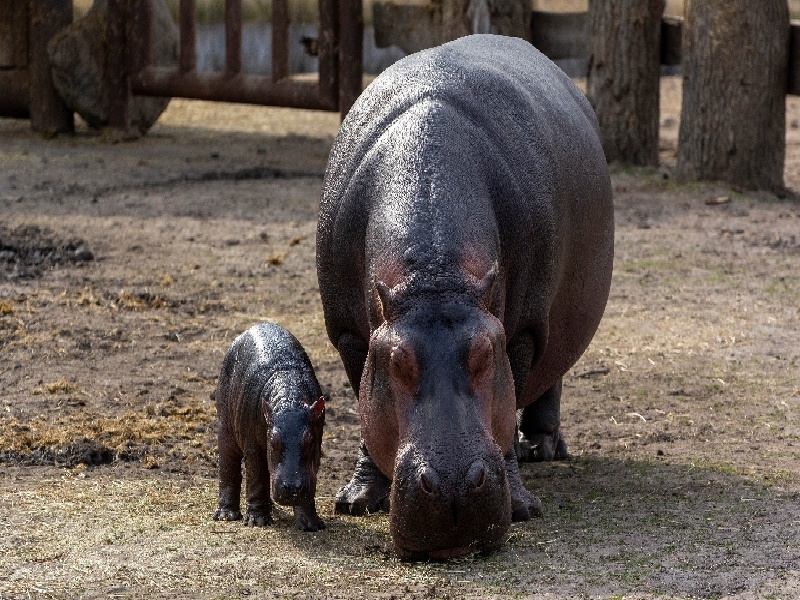 东营做试管医保胖子可以做试管嘛测试管贴标签